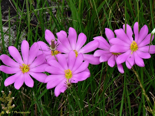 {Sabatia decandra}
